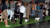 World Dog Show 2011, Paris, 10.07.2011 • Souboj o BOB • Fight for BOB