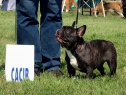 DuoDanube, SK, 20.-21.08.2011 • Betty Boop Anima Canis • Feny • Females • 2x CACIB