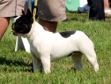 DuoDanube, SK, 20.08.2011 • Connie Beauty Bully • Feny, tř. otevřená • Females, Open Class • V3 • Ex.3