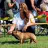 DuoDanube, SK, 20.08.2011 • Godiva Frieda Aglaos • Feny, tř. otevřená • Females, Open Class • V2, Res.CAC • Ex.2, Res.CAC