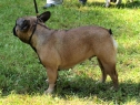 DuoDanube, Bratislava, 21.08.2011 • Dalila Anima Canis • Feny, mezitřída • Females, Intermediate Class • V2, Res.CAC • Ex.2, Res.CAC