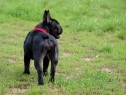 FLEUR NOIRE Anima Canis • DoB 13.3.2011  • CH FOZZY v.d. Mestreechteneerkes x CH ADELA Anima Canis