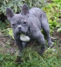 Francouzský buldoček v nouzi • French Bulldog Rescue • Fenka, 11 měsíců • Female, 11 months old