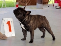 Mladá Boleslav • 26.08.2012 • Calvin for Janoel N.O. Chaos • Psi, mezitřída • Males, Intermediate Class • V1, CAC, CACIB, BOB • Ex.1, CAC, CACIB, BOB