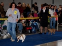 Double CACIB Praha • 03.11.2012 • Feny, otevřená • Females, Open Class