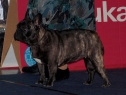 MVP Wels • 08.12.2012 • Feny, třída mladých • Females, Junior Class • Destiny-Frenchie vom Künigelberg • V1/Ex.1, Jugendbester