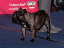 MVP Wels • 08.12.2012 • Feny, třída šampionů • Females, Champion Class • Yamaika-Frenchie vom Künigelberg • V1/Ex.1, CACA, CACIB, BOB