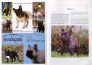 The World of Frenchies in 2009 and 2010 ● Příklady inzerátů ● Sample ads