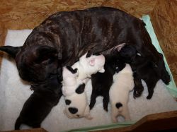 VRH I / LITTER I • DoB 21.11.2013 • Cyriaque du Bois de Saint-Cyr (Cot. 5) x CH Betty Boop Anima Canis • 2 týdny / 2 weeks