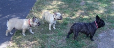 Adela, Betty & Bully