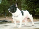 Charming Bulldog's WYATT EARP