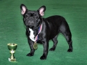 Blackie Anima Canis
NOVÁ ČESKÁ ŠAMPIONKA • NEW CZECH CHAMPION