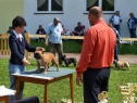 Feny, třída šampionů ● Females, Champion Class